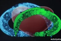 Connectomics Maps Neural Circuit Driving Male Roundworm Mating