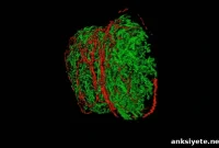 New Cellular Links Between Nervous and Immune Systems Discovered