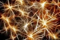 Astrocytes Prune Synapses to Maintain Adult Brain Plasticity