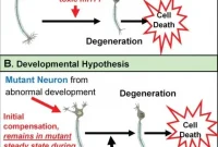 Huntington’s Mutation Can Affect Children’s Brain Development