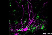 How Brain Stem Cells Listen In to Time Their Responses
