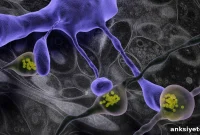 Snap-Freezing Reveals More Accurate Brain Connectivity Maps