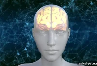 New Brain Cell Subset Guided by Gut Signals Reduces Inflammation