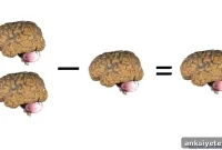 How Simple Math Shapes Neural Circuits