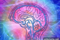 How Hormones Shape Brain Differences in Men and Women