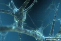 Brain Circuits Behind Alcoholism Uncovered