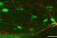 Low-dose Sedative Eases Autism-like Behavior in Dravet Mice