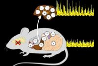 How Cells Sync Their Internal Clocks: Mechanisms and Impact