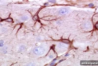 How Astrocytes Regulate Neurogenesis from Neural Stem Cells