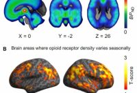 How Seasonal Daylight Changes Affect Brain Function