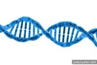 How a Single Gene Mutation Drives Complex Pain