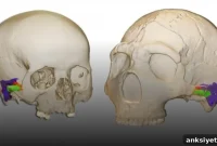 Neanderthals Could Hear and Speak Like Modern Humans