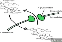 New Strategy Improves Brain Drug Delivery