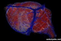 New Brain Blood Flow Maps Show How Neurons Are Nourished