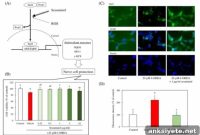 Sesaminol from Sesame Shells May Combat Parkinson’s Disease