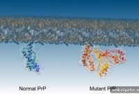 Key Step That Triggers Deadly Brain Diseases Identified