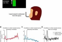 How the Brain Encodes Changing Rewards with Neuronal Patterns
