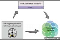 Amygdala Overactivity Linked to Persistent Negative Mood