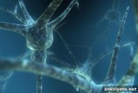 How Early Neuron Death Shapes Brain Development