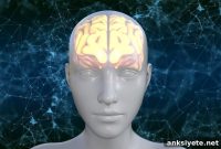 Genetic Link Between Facial Structure and Brain Shape