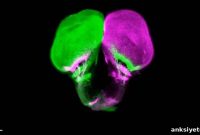 Breakthrough Discovery That Rewrites Textbooks
