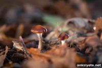 Psilocybin Matches Leading Antidepressant in Small Clinical Study