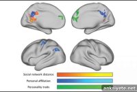How the Brain Maps Social Network Structure