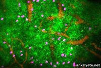 Study Finds Stress Weakens Immune Response in Sick Mice