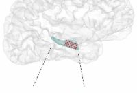 Study Reveals Complex Traveling Brain Waves in Memory Circuits