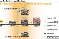 Insulin Needed for Olfactory Neuron Regeneration