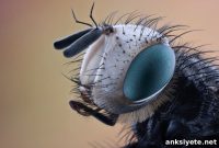 How Fly Brains Use Universal Neural Design to Predict