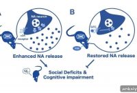 Vitamin B6 Deficiency Raises Norepinephrine and Impairs Behavior