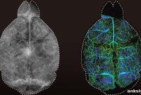 Inside the Brain: A Neuroscience Guide to How It Works