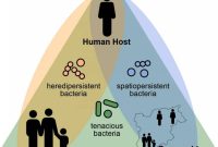 Why Persistence Matters in the Human Gut Microbiome
