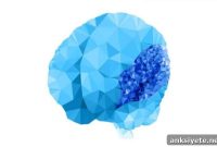 How a Pump Gene Shapes Early Brain Development
