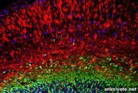 Mapping the Developing Brain: Imaging Methods and Key Findings