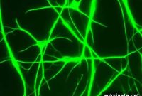 Human vs. Mouse Brain Cells: Key Differences for Disease Research