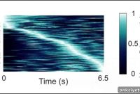 How Human Time Neurons Encode Specific Moments in Time