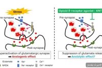 Study Finds New Drug Reduces Anxiety-Like Behavior in Mice