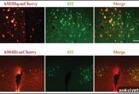 Shared Neural Circuits Underlie Parental Care in Voles