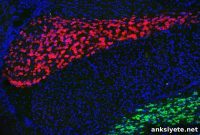 Shared Neural Mechanism Links Autism and Schizophrenia Behaviors