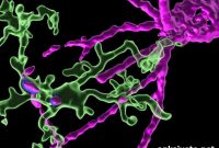 Ketamine and Flickering Light Reverse Aging in Mouse Brains