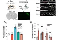 New Genetic Driver Linked to Autism and Developmental Disorders