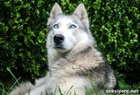 Why Wolf Pups Can’t Connect With You Like Your Dog Does