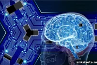 How Artificial Neural Networks Reveal Human Brain Circuitry