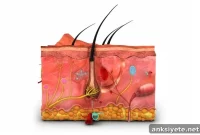 Treatment Triggers Sweating to Burn Fat in Obese Mice