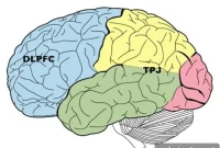 Functional Brain Links Predict Punishment for Selfish Behavior