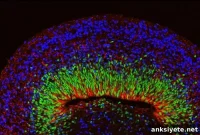 Lab Grown Brain Organoids Reveal Complex Neural Activity