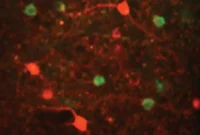 How a Hidden Brain Circuit Keeps Vision Reliable