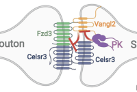 Mechanisms That Assemble and Stabilize Brain Synapses Identified